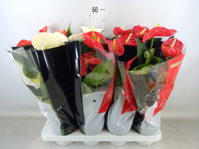 <h4>Anthurium   ...mix</h4>