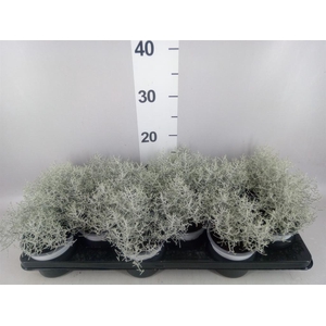 Leucophyta brownii