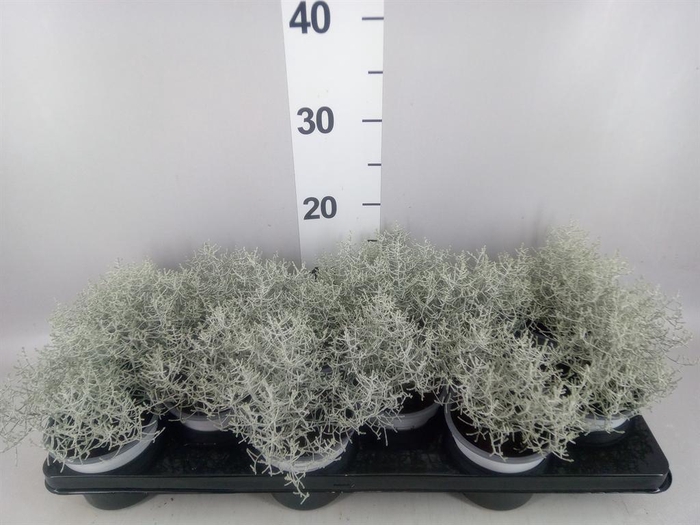 <h4>Leucophyta brownii</h4>