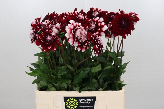 <h4>Dahlia DE 'Checkers'</h4>