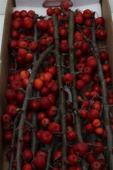 <h4>Malus Red Sentinel</h4>