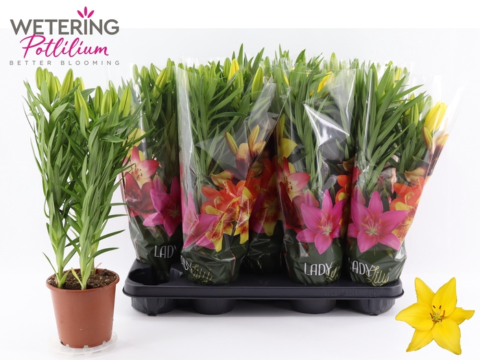 <h4>LIL AS TINY RANGER</h4>