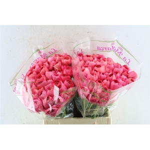 Ran Kloon Prima Fragolino