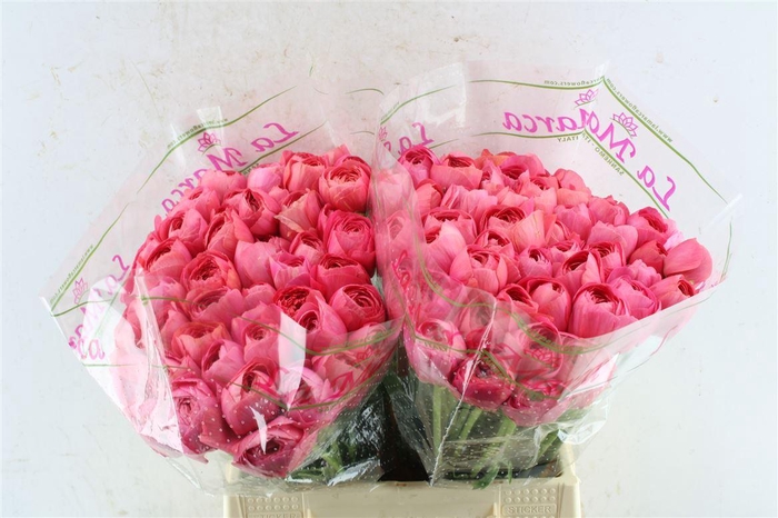 <h4>Ran Kloon Prima Fragolino</h4>