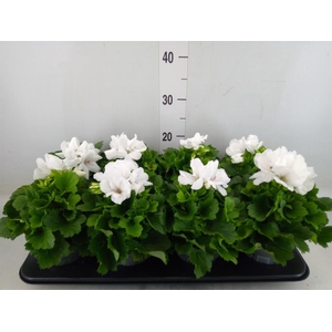 Pelargonium gran.   ..