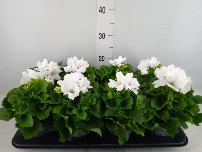 <h4>Pelargonium gran.   ..</h4>