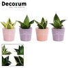 Sansevieria Hahnii 6 cm mix in Romy (Party Love-collection)