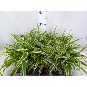 Chlorophytum com. 'Vittatum'