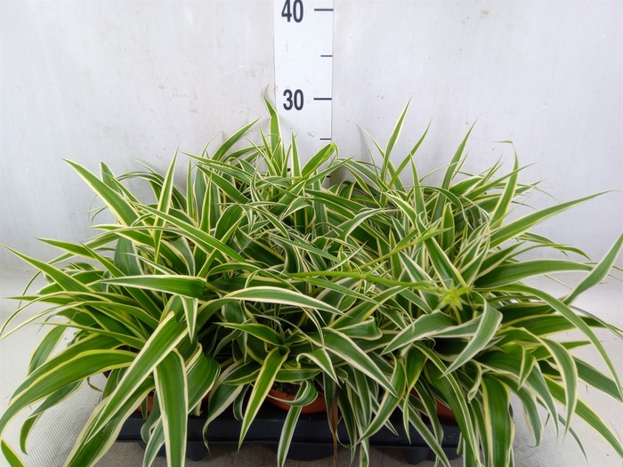 <h4>Chlorophytum com. 'Vittatum'</h4>