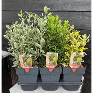 Euonymus mix P17