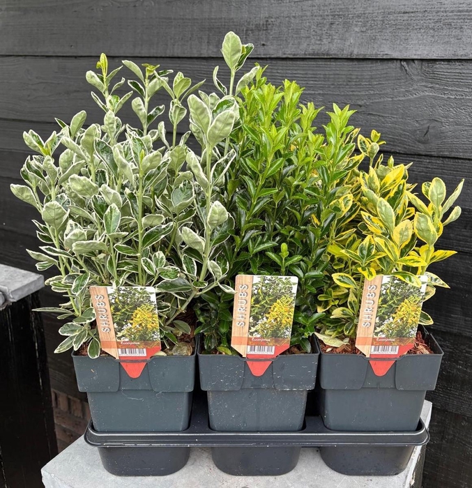 <h4>Euonymus mix P17</h4>