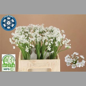Allium Flocon