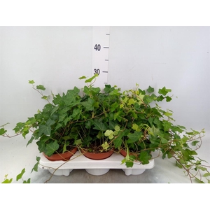 Hedera ...green leafed