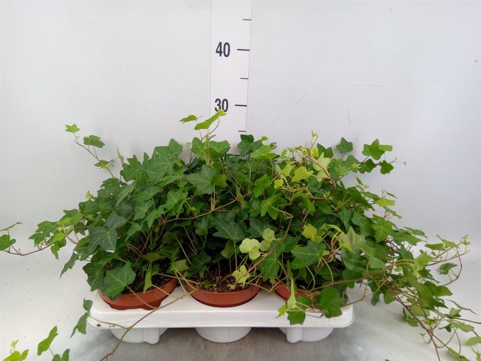 <h4>Hedera   ...green leafed</h4>