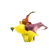 CALLAS EXOTIC VARIADA 040 CM