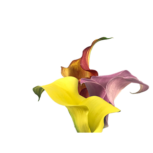 CALLAS EXOTIC VARIADA 040 CM