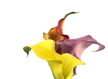 <h4>CALLAS EXOTIC VARIADA 040 CM</h4>
