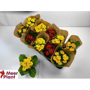 CALC X HERBEOHYBRIDA