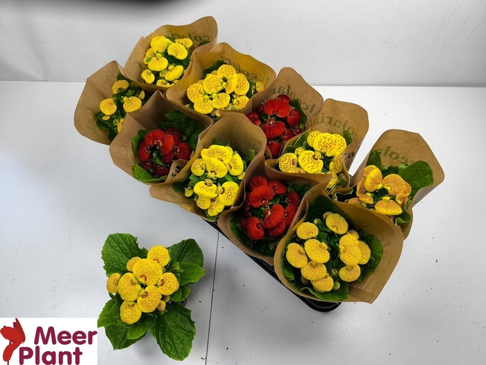 <h4>CALC X HERBEOHYBRIDA</h4>