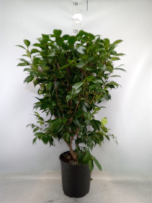 <h4>Camellia japonica</h4>