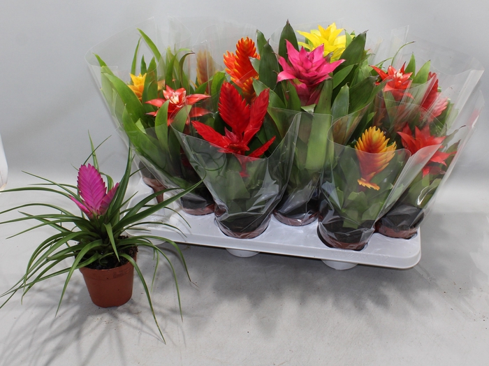 <h4>BROMELIA GEM</h4>