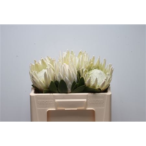 Protea cynaroides Arctic Ice