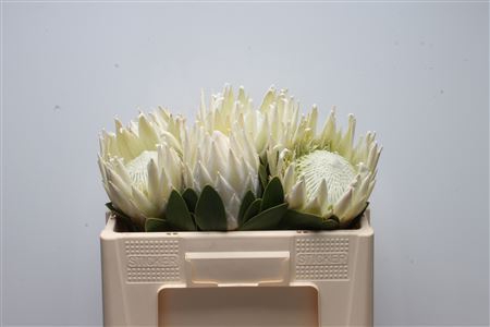 <h4>Protea cynaroides Arctic Ice</h4>