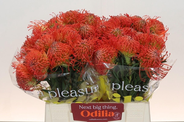 <h4>LEUCO CO SUCCESSION</h4>