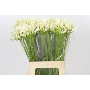 Agapanthus EYFORI White
