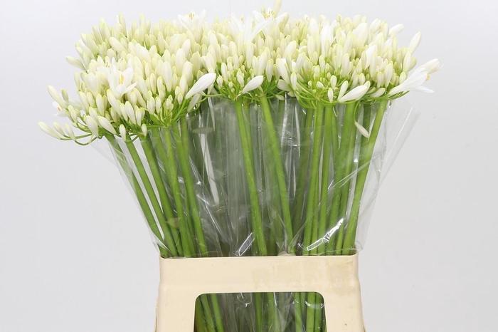 <h4>Agapanthus EYFORI White</h4>