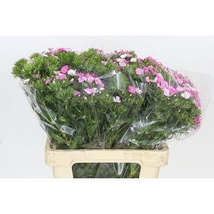 Dianthus Br Amazon Rose Magic