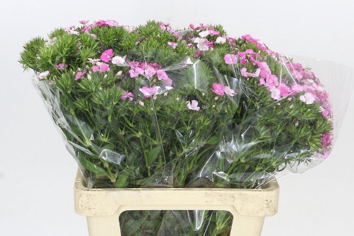 <h4>Dianthus Br Amazon Rose Magic</h4>