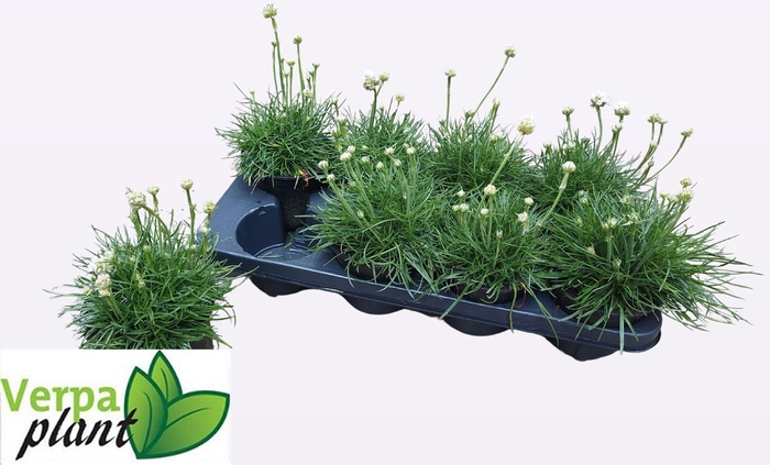 <h4>ARME MAR ALBA</h4>