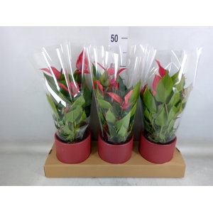 Anthurium  'Banderola Lava'
