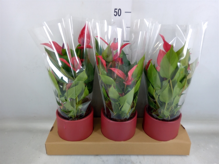 <h4>Anthurium  'Banderola Lava'</h4>