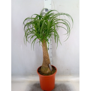 Beaucarnea recurvata