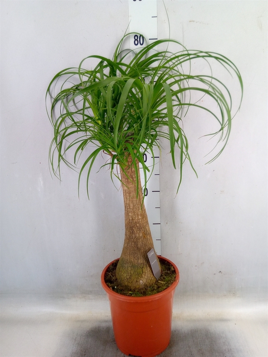 <h4>Beaucarnea recurvata</h4>