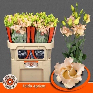 Lisianthus si falda apricot