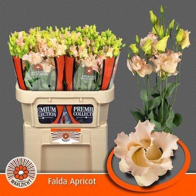 <h4>Lisianthus si falda apricot</h4>