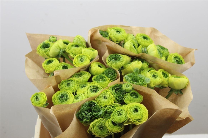 <h4>Ran Cloni Ex Lemon</h4>