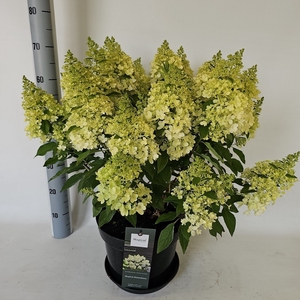 HYDR PANICULATA