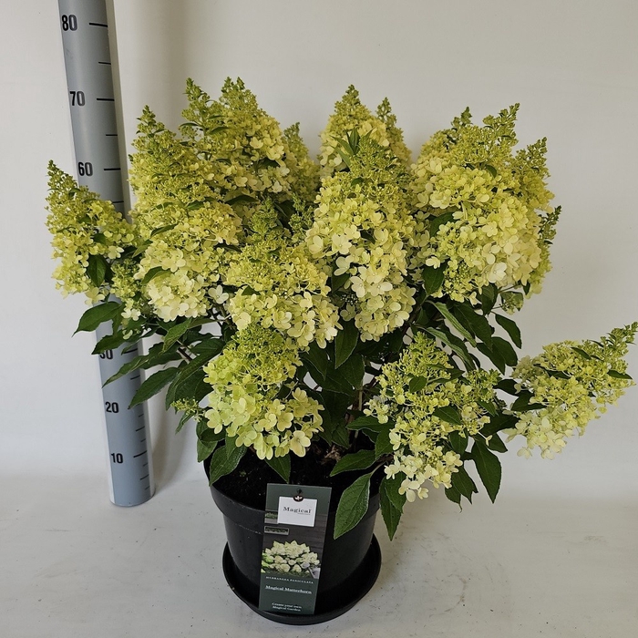 <h4>HYDR PANICULATA</h4>