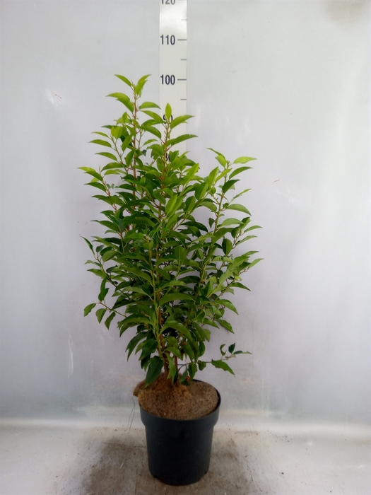 <h4>Prunus lusit. 'Angustifolia'</h4>