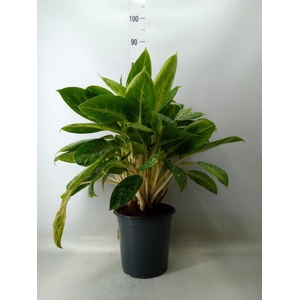Dieffenbachia