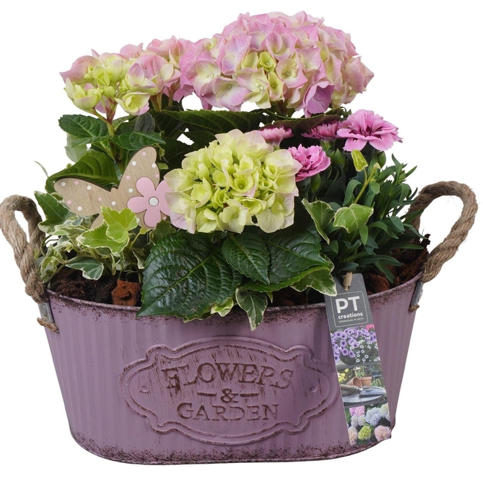 <h4>Arr.   Perkplanten H%</h4>