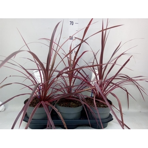 Cordyline   ...