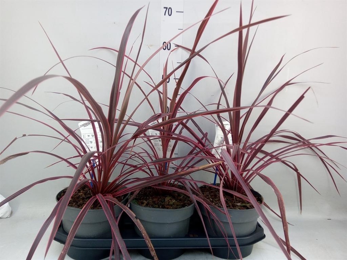 Cordyline   ...
