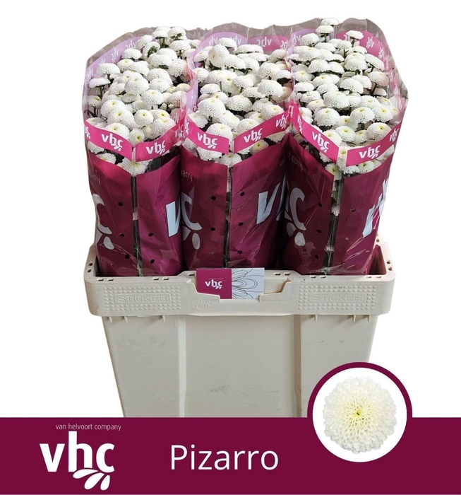 <h4>Chr San Pizarro</h4>