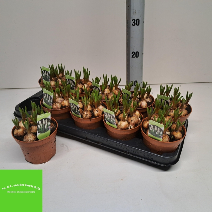 <h4>MUSCAR WHITE PEARL</h4>