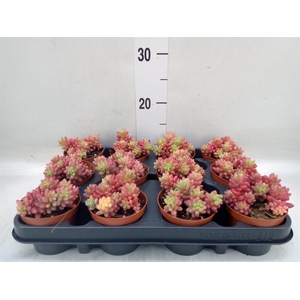 Sedum rubrotinctum 'Aurora'